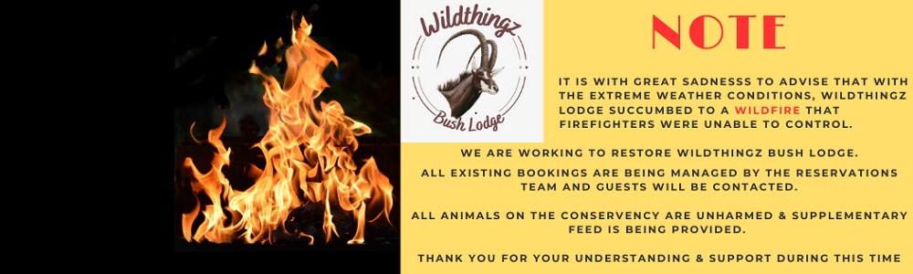 WildThingz Bush Lodge Polokwane main banner image