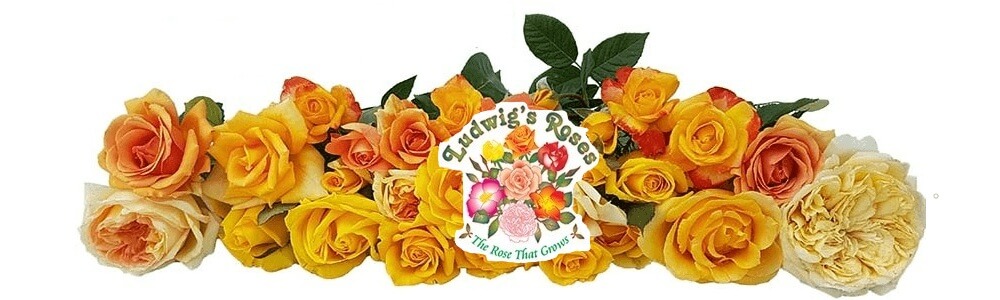 Ludwig's Roses Pretoria East main banner image