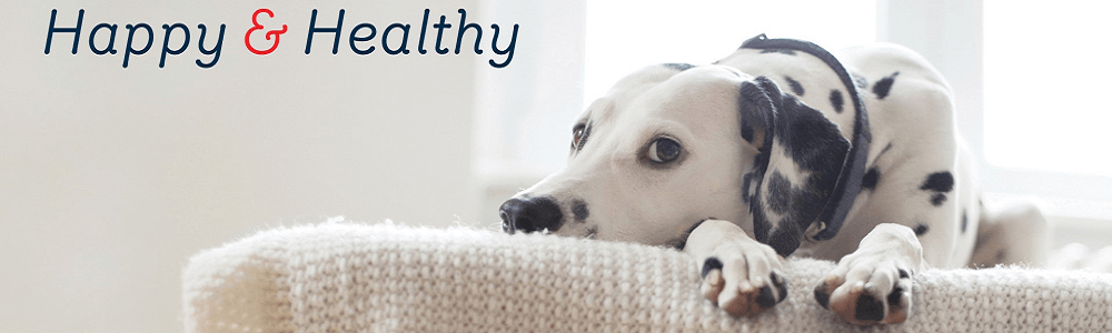 Absolute Pets (Mall@Reds) main banner image