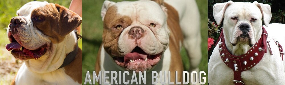 Starplex Kennels American Bulldogs main banner image