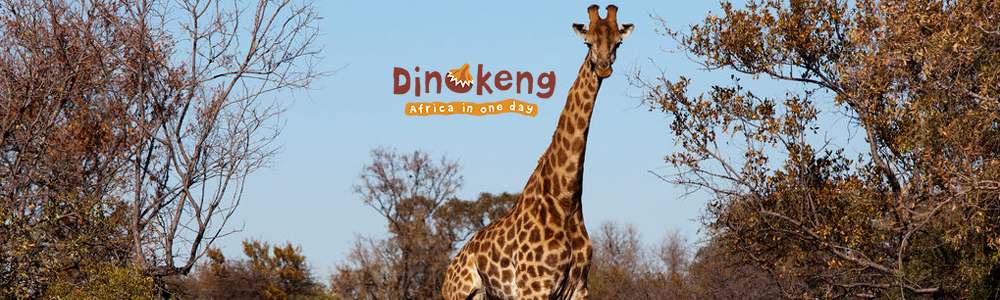 Dinokeng Tourism Organization (DTO) banner
